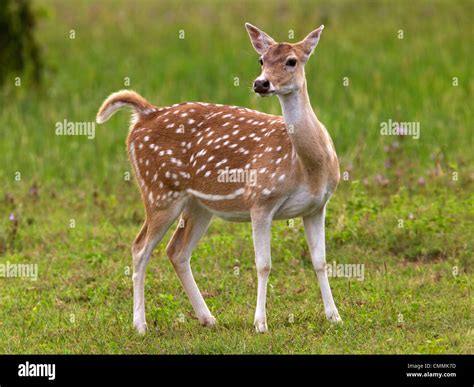 Fawn, baby chital, spotted deer, Yala Stock Photo - Alamy