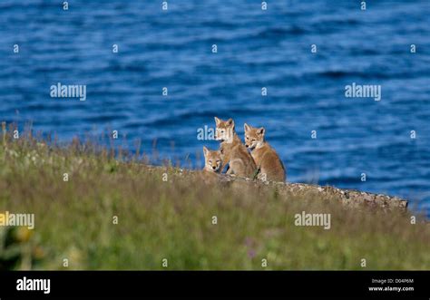 Coyote pups Yellowstone National Park Stock Photo - Alamy