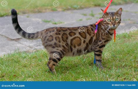 Bengal cat on a walk stock photo. Image of bengal, rosette - 88601636