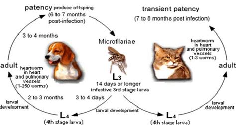 Blog: Heartworm Disease in pets, Bradfordville Animal Hospital