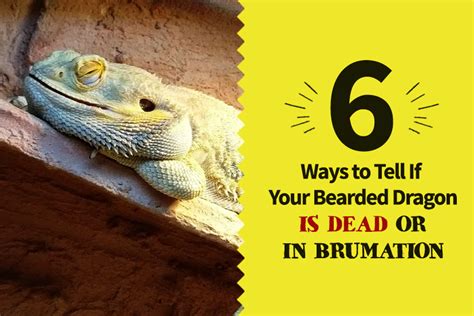 6 Signs of Bearded Dragon Brumation, or is it Dead- Bearded Dragon Guru