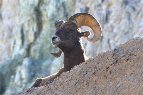 Bighorn sheep, Badlands National Park | ucumari photography | Flickr