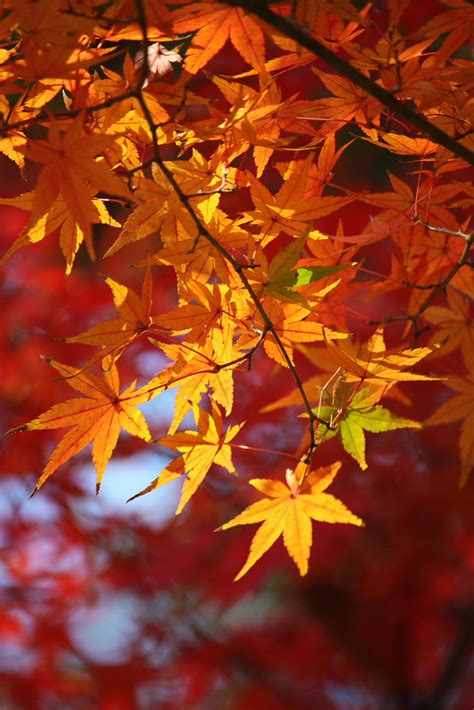 Autumn leaves | autumn leaves in Kamakura, Japan | kamal wijeratna | Flickr