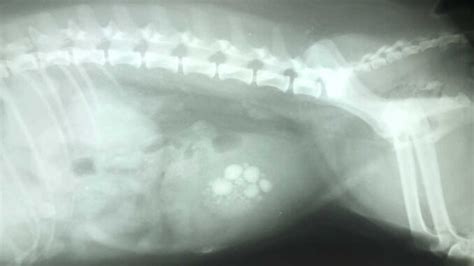 Dog Bladder Stones Surgery: FAQ with Our Vet Surgeon