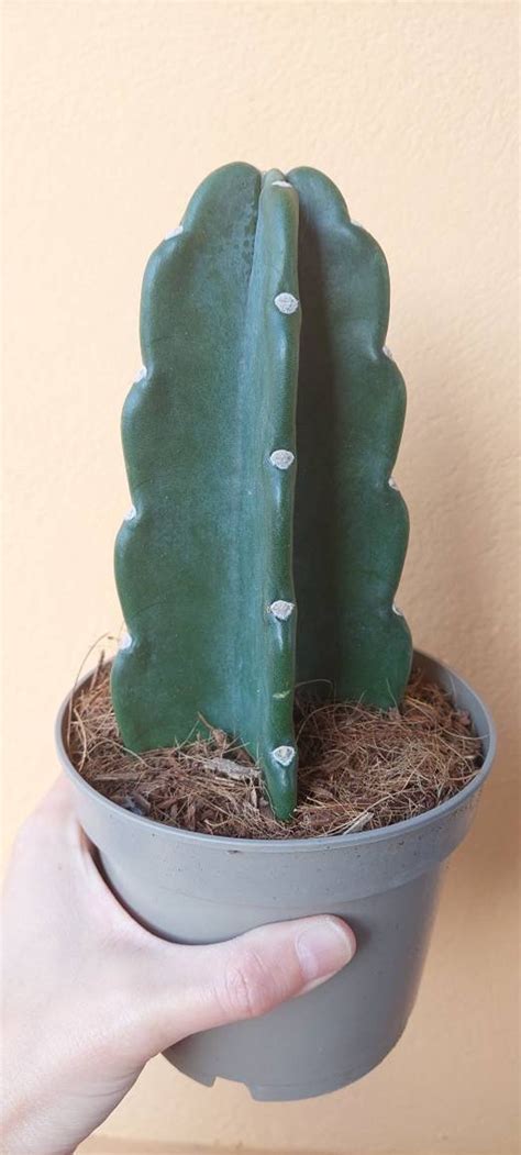 Cereus Jamacaru 'cuddly Cactus' Cactus Plant - Etsy