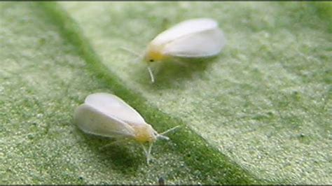 What Are Tiny White Bugs In Kitchen at Thomas Roosevelt blog