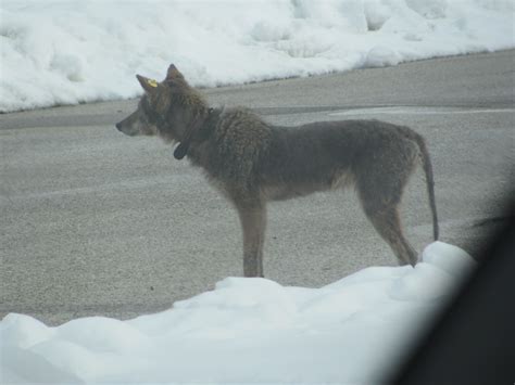 Disease | Urban Coyote Research