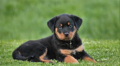 3440x768 rottweiler, puppy, dog 3440x768 Resolution Wallpaper, HD ...