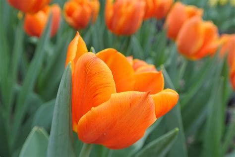 Free Images : petal, tulip, blooming, yellow, flora, tulips, orange ...