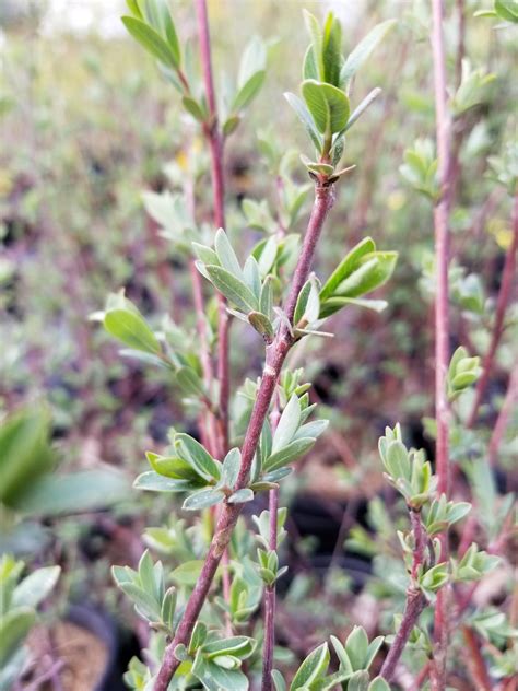 Willow, Blue Canyon - Falk Nurseries