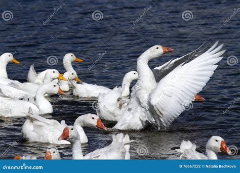 White Geese and Ducks Swim and Dive in the Pond Stock Photo - Image of beak, feeding: 76667222