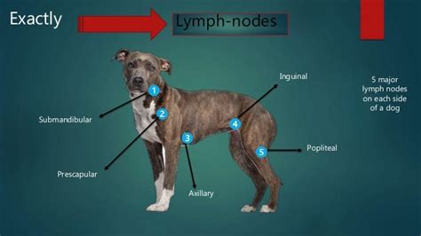 Examination of superficial lymph nodes in dogs and cat