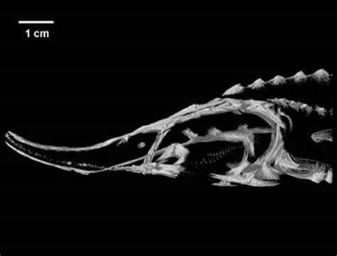 Digimorph - Huso huso (Russian Sturgeon)