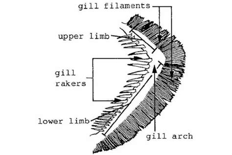 Fish Gill: Types, Structure And Function - Fish Article