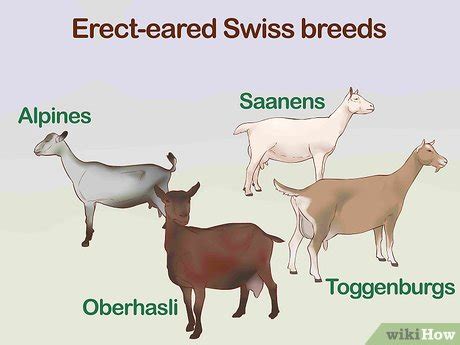 How to Identify Goat Breeds: 10 Steps (with Pictures) - wikiHow