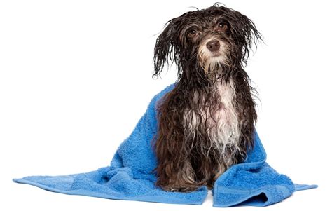 Dog Grooming Supplies 101: The Ultimate Buyers' Guide – Top Dog Tips