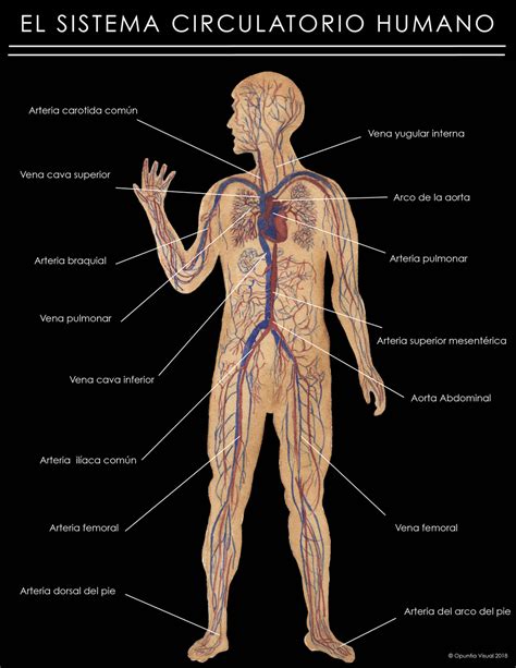 El sistema circulatorio humano — Opuntia Visual