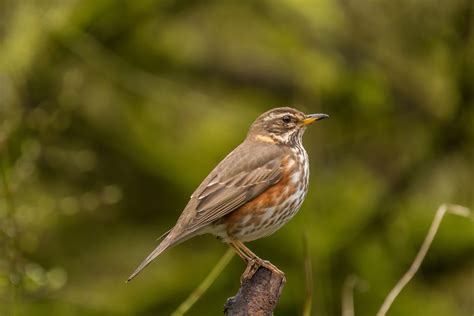 What a rare-bird sighting says about the planet | Think