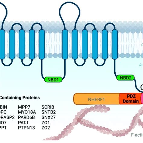 WT-CFTR Surfaceome. Depiction of CFTR protein structure consisting of ...