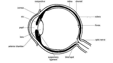 Anatomy and Physiology of Animals/The Senses - Wikibooks, open books ...