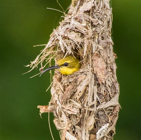 Pictures Of Birds Making Nest And Names Of Them - Infoupdate.org