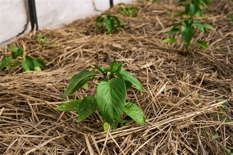 The Best Plants for Straw Bale Gardening - Food Gardening Network