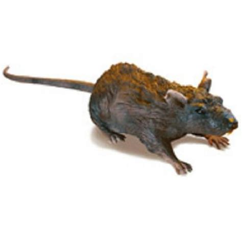 RC Rat - Remote Controlled Crawling Rat - Walmart.com - Walmart.com