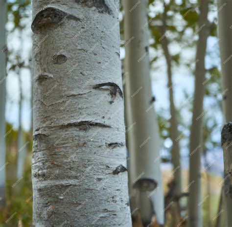 Premium AI Image | Close up of aspen trees and green leaves in forest