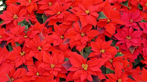 Poinsettia Wallpapers - Wallpaper Cave