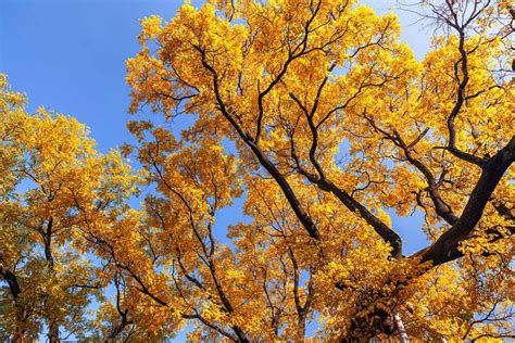 How to Grow and Care for Ginkgo Trees | Gardener’s Path