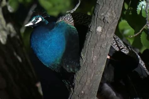 Escaped Peacock Returns to Bronx Zoo Hours After Biting Man on the ...