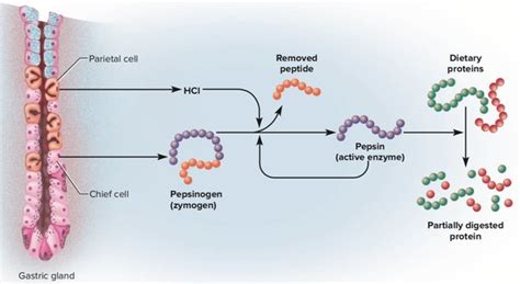 Pepsin In The Digestive System