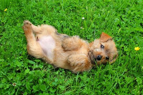 The World's Tiniest Dog Breeds | Reader's Digest