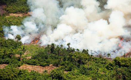 Environmental Impact - Apple and the Democratic Republic of the Congo