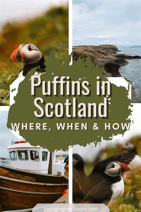 Puffins in Scotland: Where, When & How to See Them - Voyaging Herbivore