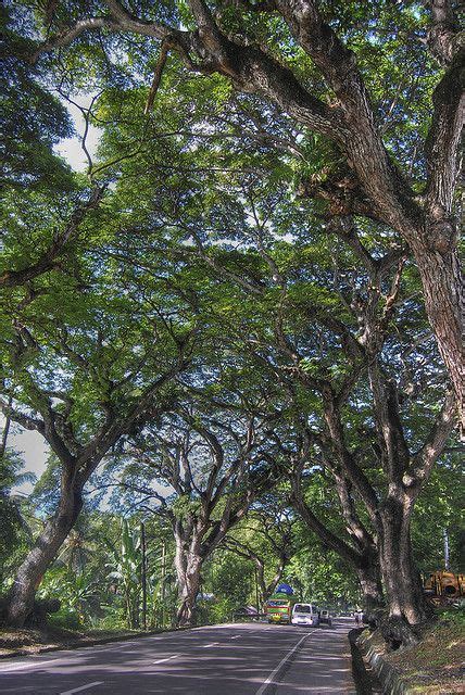 These acacia trees that line the sides of the road going to Carcar, Cebu are said to be more ...