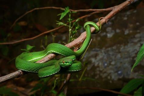 9 Dangerous Venomous Colorful Snakes - WhatDeWhat