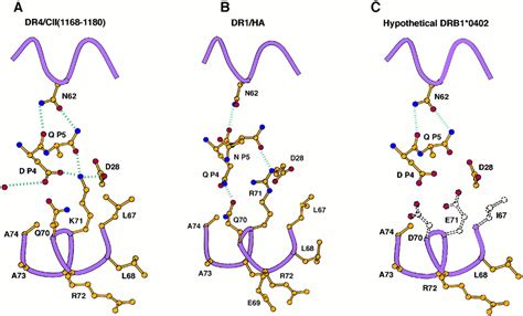 X-Ray Crystal Structure of HLA-DR4 (DRA*0101, DRB1*0401) Complexed with ...