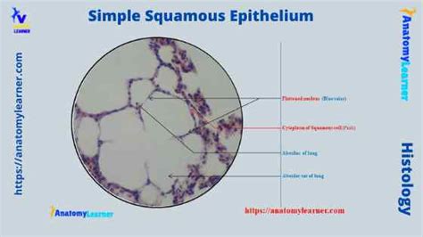 Simple Squamous Epithelium under a Microscope with a Labeled Diagram ...