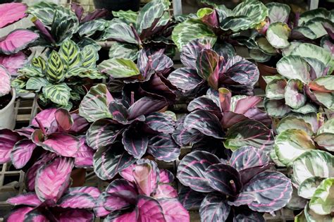 Calathea types: the most beautiful prayer plants - Plantura