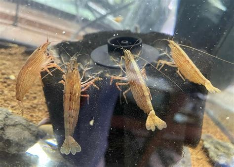 Tropical Inverts For Freshwater Aquariums: Bamboo Shrimp (Wood Shrimp)