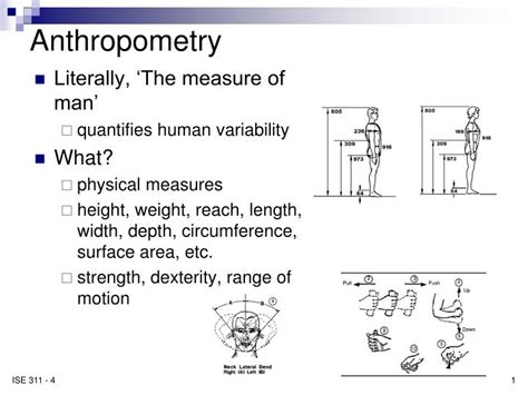 PPT - Anthropometry PowerPoint Presentation, free download - ID:5476396