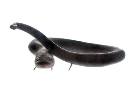 Two Toed Amphiuma for Sale | Reptiles for Sale