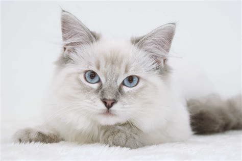 Blue Point Ragdoll Cat: Info, Facts, Traits & More (With Pictures)