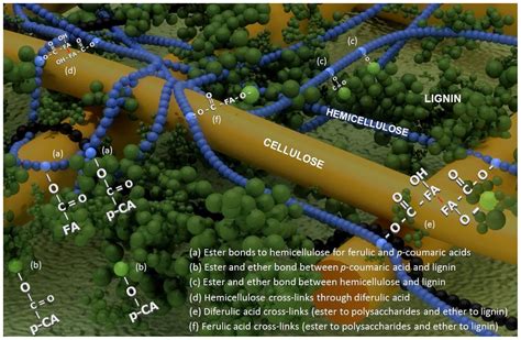 IJMS | Free Full-Text | Impact of Cell Wall Composition on Maize ...