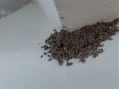 Is this termite dropping on my window sill? They crumble (pic 3) when wiped... : r/Termites