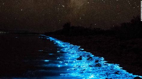 Adventures In Florida Bioluminescence Beach - Recreation - Cape Canaveral - Cape Canaveral