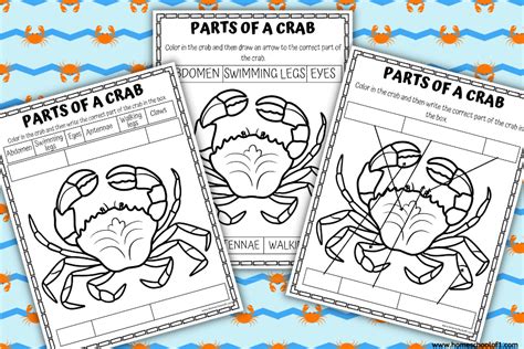 Free Parts of a Crab Worksheet