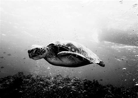 turtle_cove_featured • Scuba Diver Life