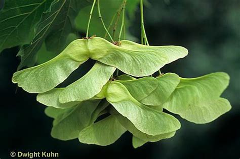 Sycamore seed, Plant leaves, Seed pods